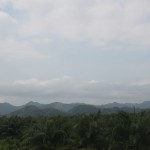 Palmenölplantage