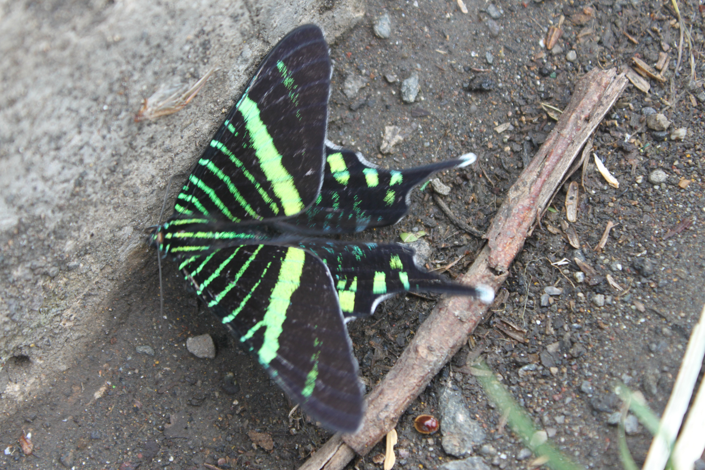 Tierwelt von Costa Rica