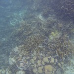 San Blas Islands - Korallenriff